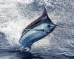 thumb-image-2024-02-29T14:05:49.362Z