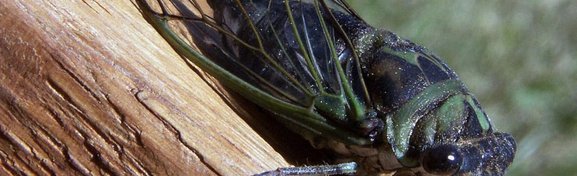 Imagem de Cigarras fazem xixi? no megacurioso