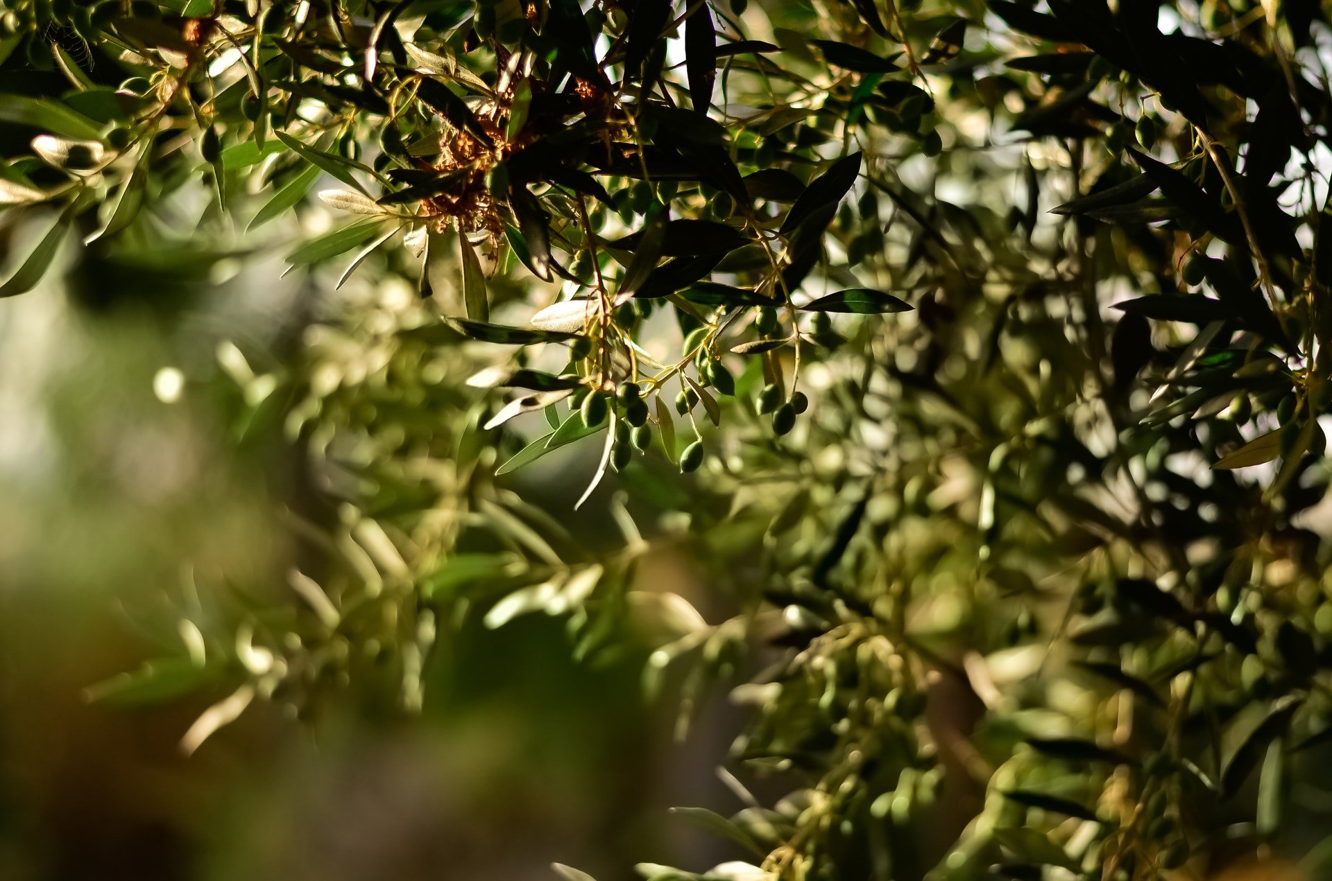 Azeitonas verdes só são colhidas antes, mas vem da mesma árvore que as pretas (Imagem: Pexels)