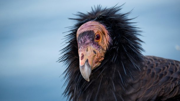 (Reprodução/National Geographic)