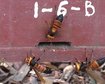 thumb-image-2024-02-29T14:05:52.591Z