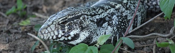 Imagem de Teiú, o lagarto que se tornou praga em Fernando de Noronha no megacurioso