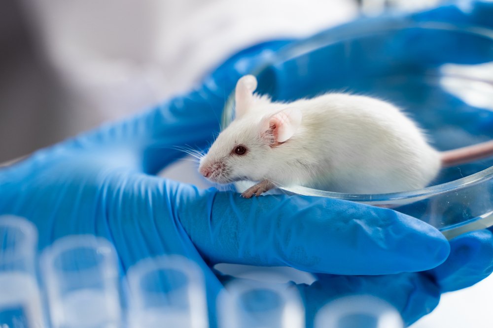 Cientistas derem café a ratos de laboratório e perceberam que os movimentos intestinais se intensificaram
