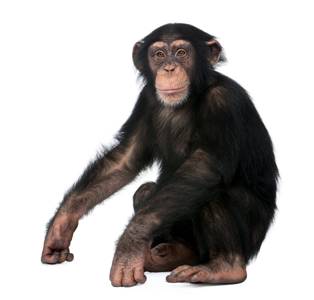 O Caráter Masculino Evolui De Macaco Para Homo Sapiens, Na