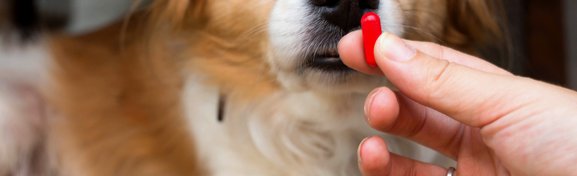 Imagem de Qual a melhor forma de dar remédio para seu pet? no megacurioso