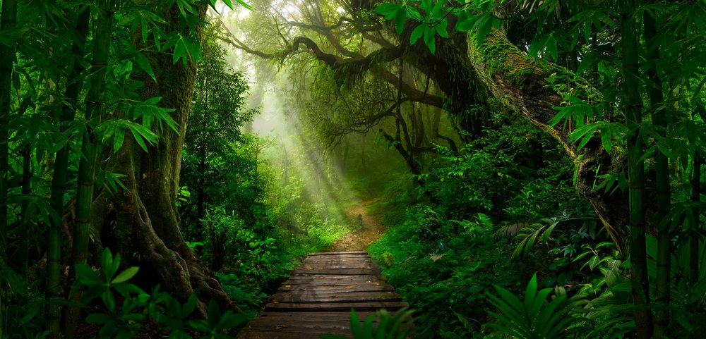 Escolhendo espécies que contribuam entre si, é possível ter florestas que absorvam mais carbono da atmosfera. Imagem: Shutterstock