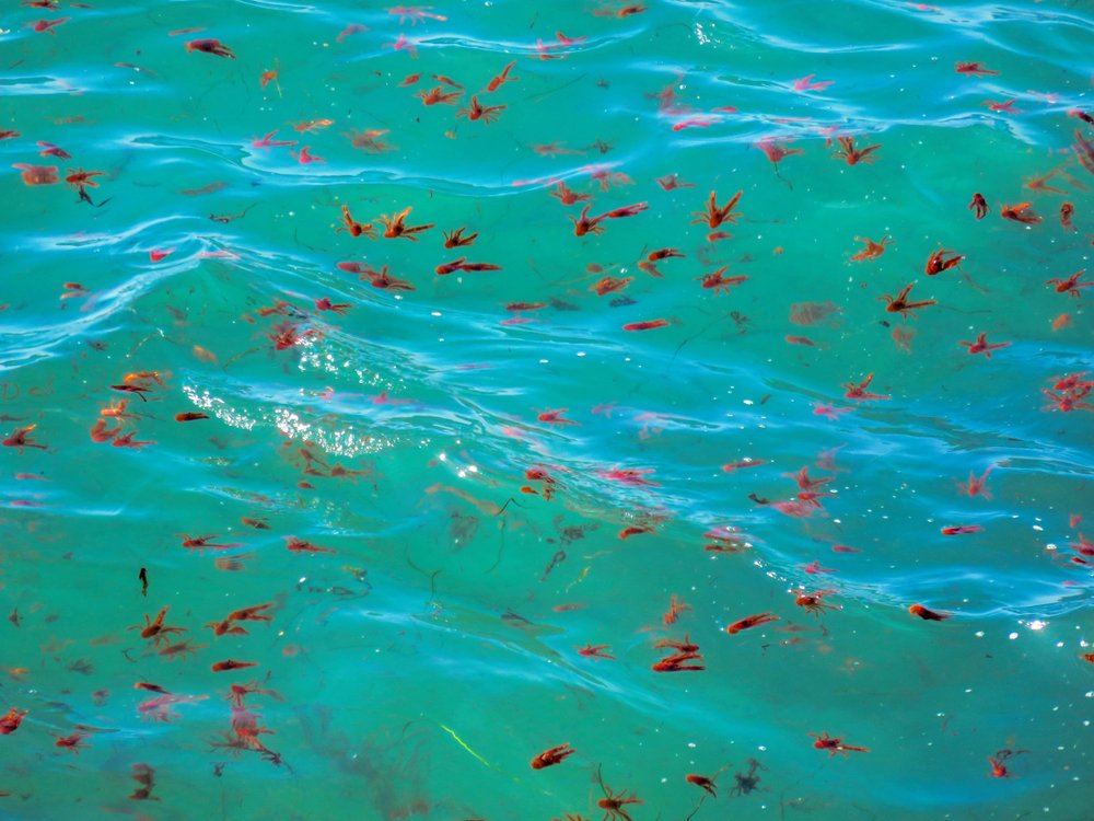 Temperatura da água influi diretamente na pesca. (Imagem: Shutterstock)