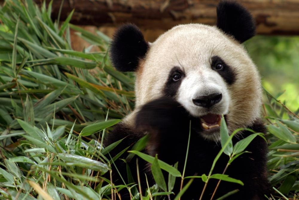 Reproduzir? Tô fora. Pego meu bambu e vou embora! (Imagem: Shutterstock)