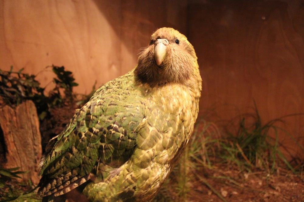 O kakapo parece uma mistura de papagaio com coruja (Imagem: Shutterstock)
