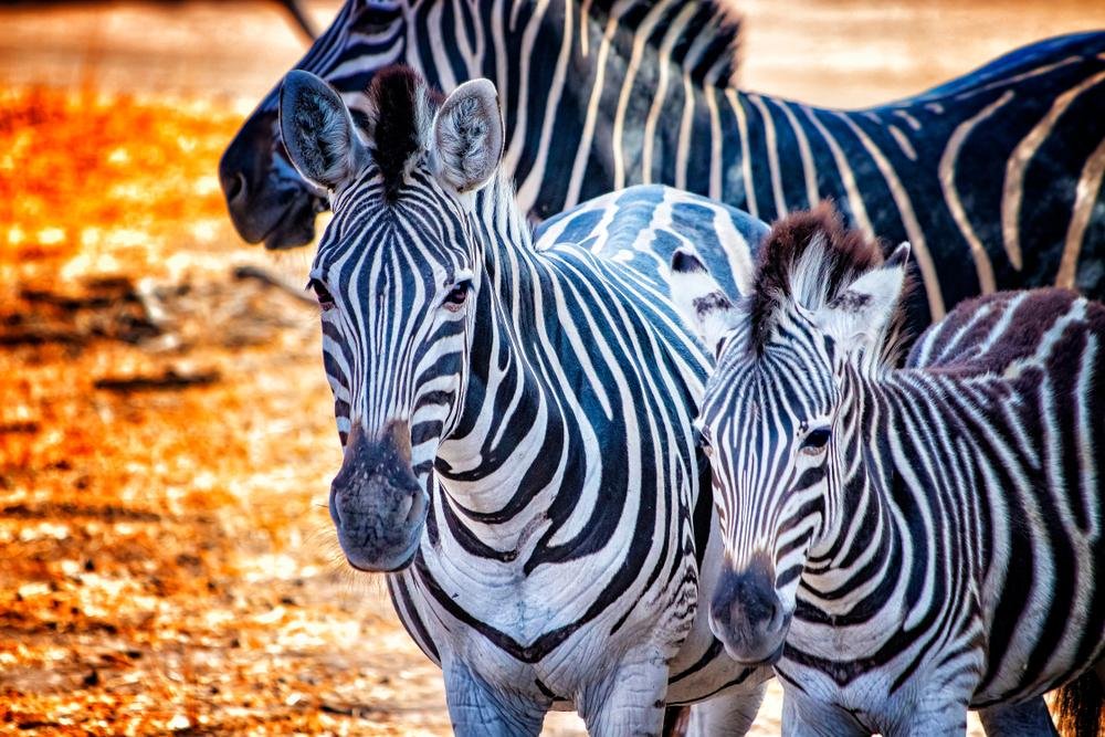 A zebra é um bicho preto com listras brancas ou branco com listras