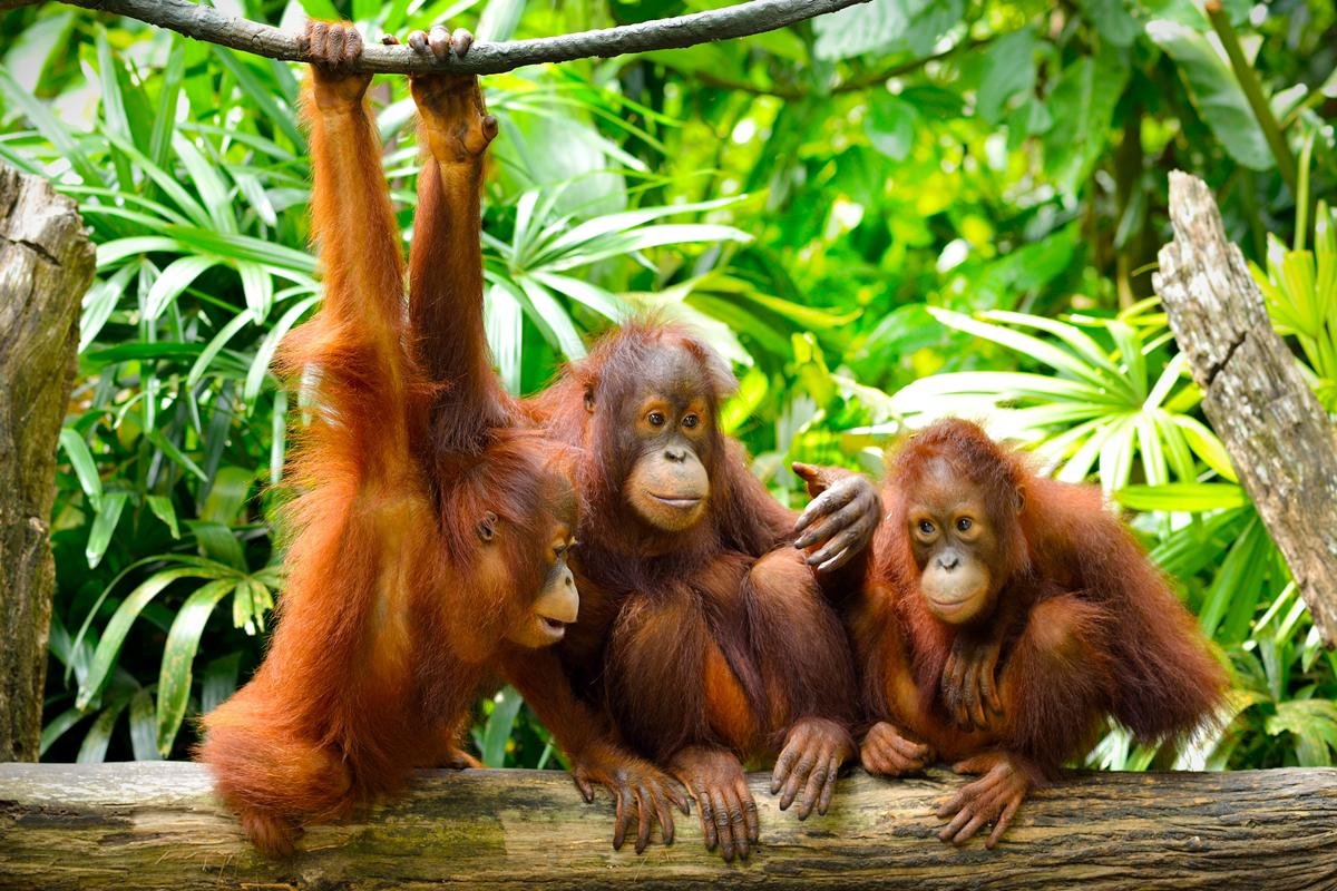 37 melhor ideia de Orangotangos