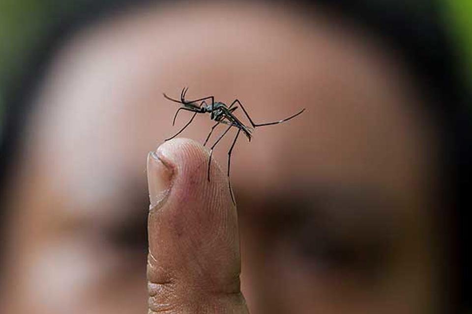 Ciência identifica vespa com picada mais dolorosa do mundo • DOL