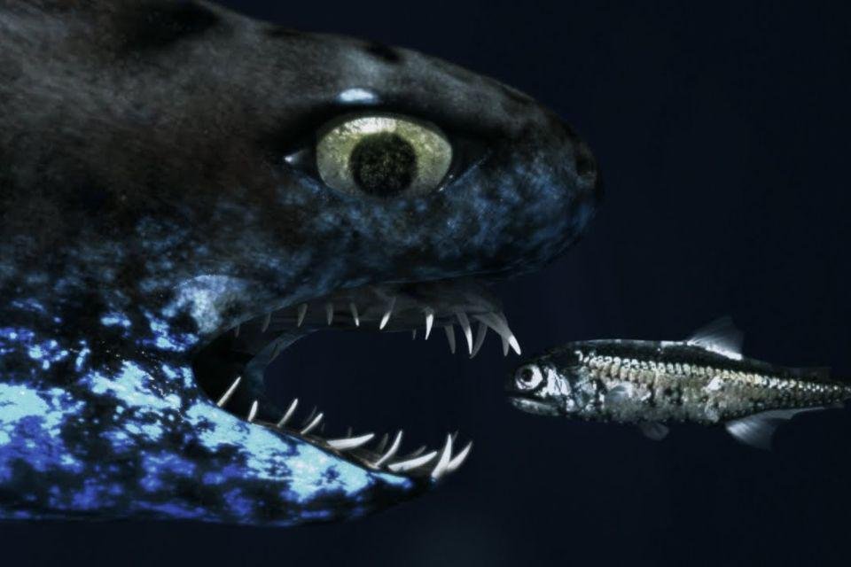 Cação-víbora: a espécie de tubarão semelhante ao Alien - Mega Curioso