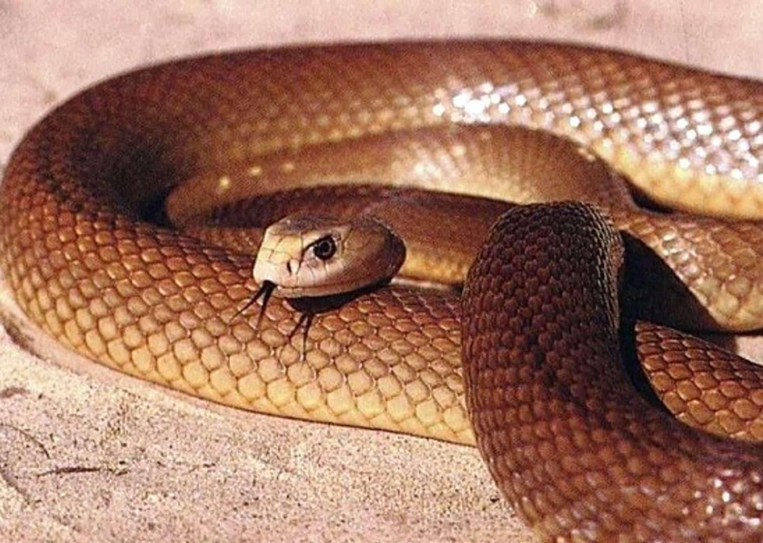 Você sabe qual a cobra mais venenosa do mundo?