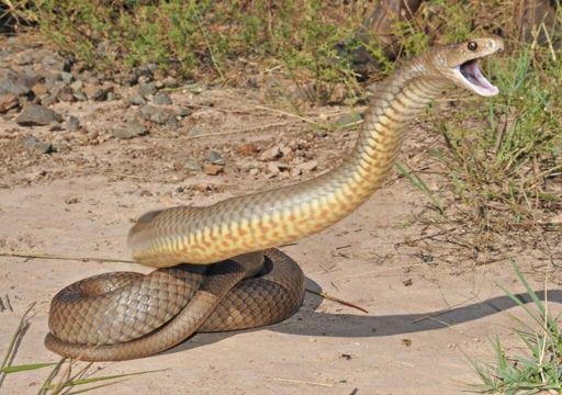 Qual é a cobra mais venenosa do mundo? E do Brasil?