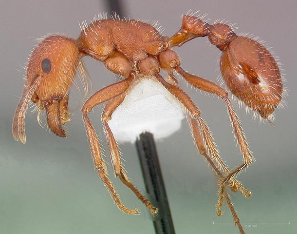 Além de possuir um veneno mortal, essa formiga é muito agressiva. (Fonte: Reprodução)