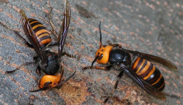 Além de assustado, essa vespa é a maior de sua espécie podendo chegar a 5,5 cm. (Fonte: Reprodução)