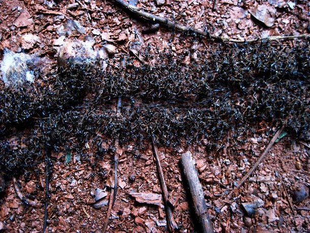 Esse grupo de formiga é capaz de atacar até pequenas aves e mamíferos. (Fonte: Reprodução)