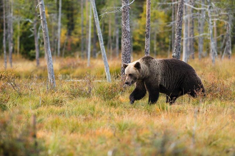 Ursos que saíram da temporada de hibernação podem indicar a chegada de tempos mais quentes. (Fonte: Unsplash)
