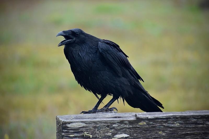 Quando estiverem voando baixo, os corvos podem indicar a chegada de uma tempestade. (Fonte: Unsplash)