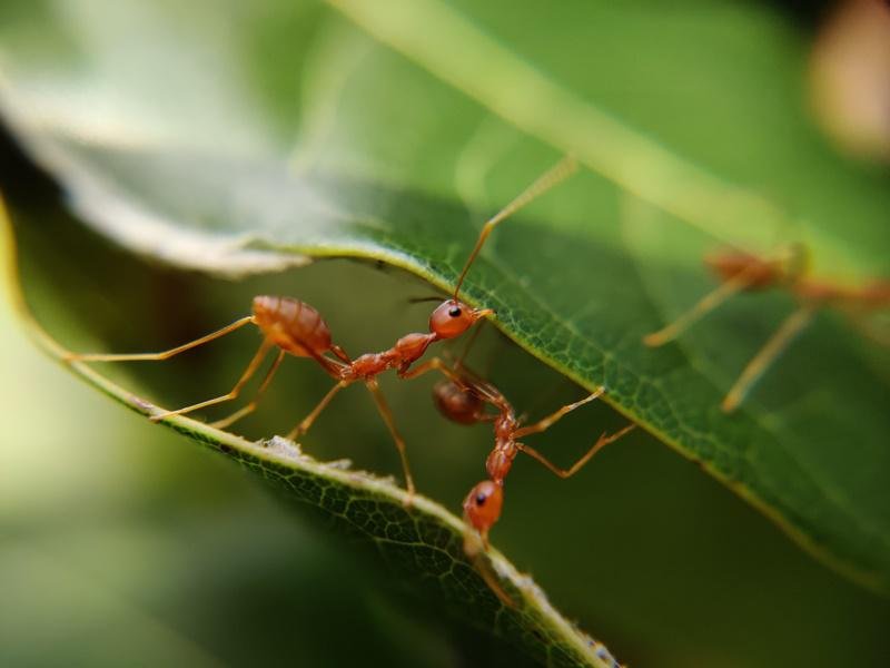 As formigas se recolhem para o formigueiro quando a chuva está chegando. (Fonte: Unsplash)