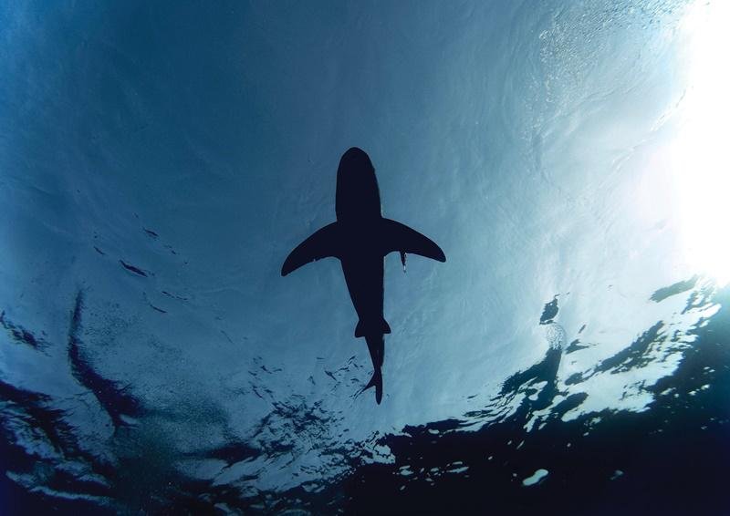 Ao sentir variações na pressão atmosférica, os tubarões nadam em águas mais profundas. (Fonte: Unsplash)