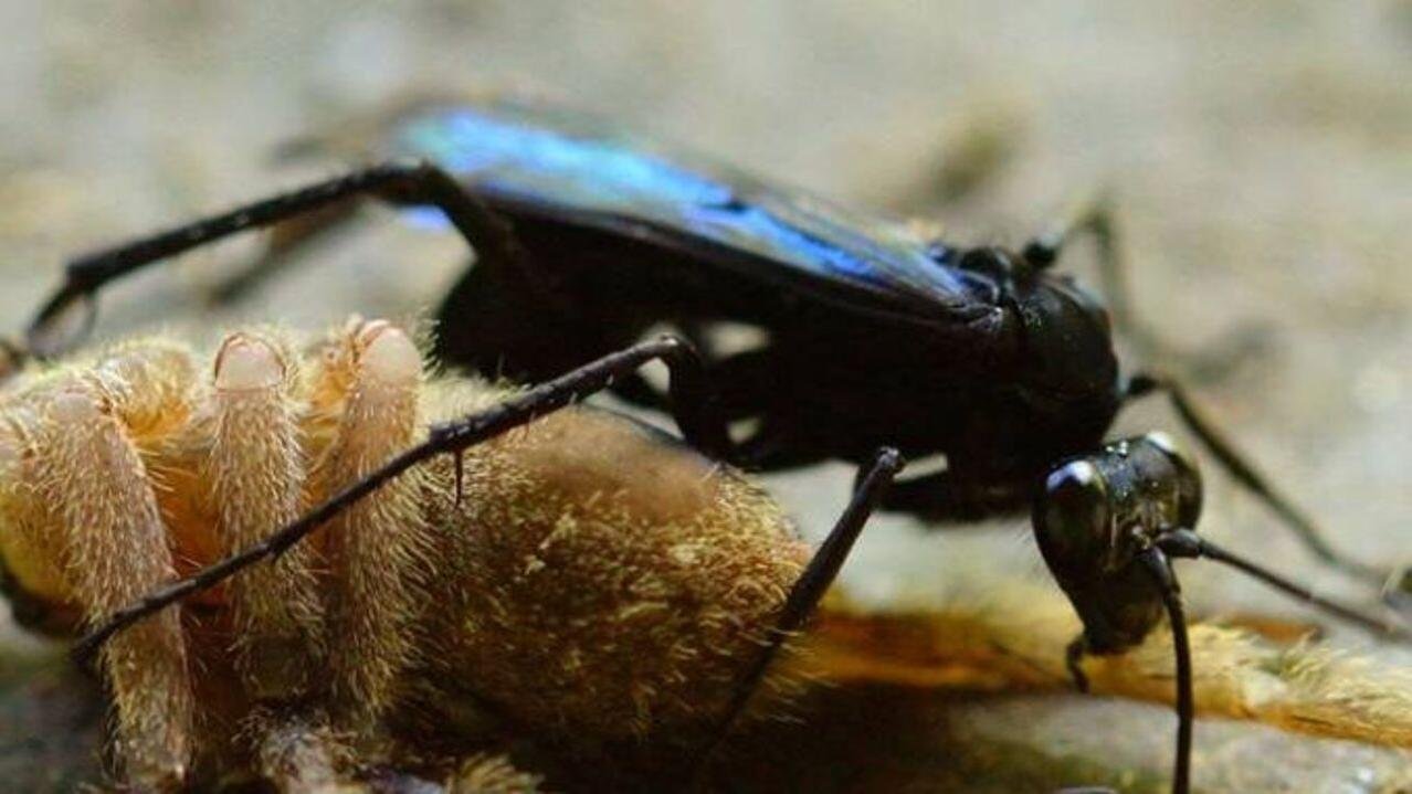 Marimbondo-cavalo, o inseto dono da picada mais dolorosa do mundo - Mega  Curioso