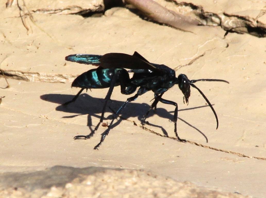 Conheça as vespas 'caçadoras' de aranha, Terra da Gente