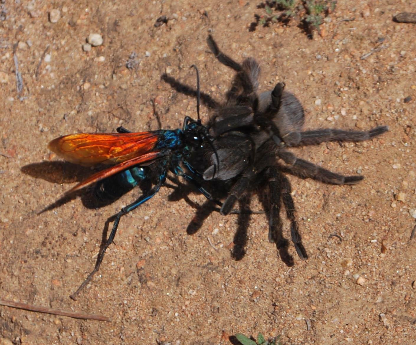 De moto na Chapada - Os termos marimbondo-caçador, maribondo-caçador,  marimbondo-cavalo, mata-cavalo, vespa-caçadora, vespa-de-cobra, vespão,  caçador-de-aranha, caba-caçadeira, come-cobra, come-aranha, cavalo-do-cão e  caçununguçu O termo caçador é