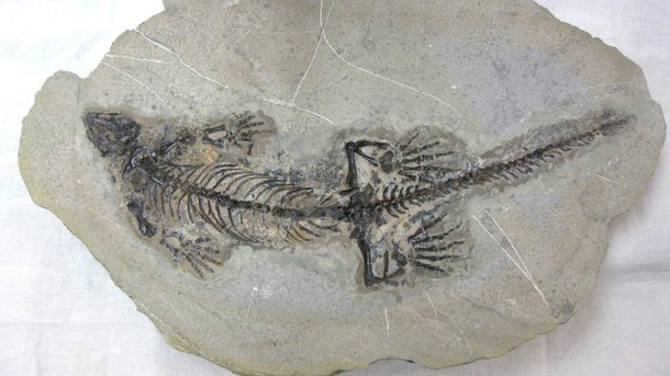 (Fonte: Fossil Museum/Reprodução)