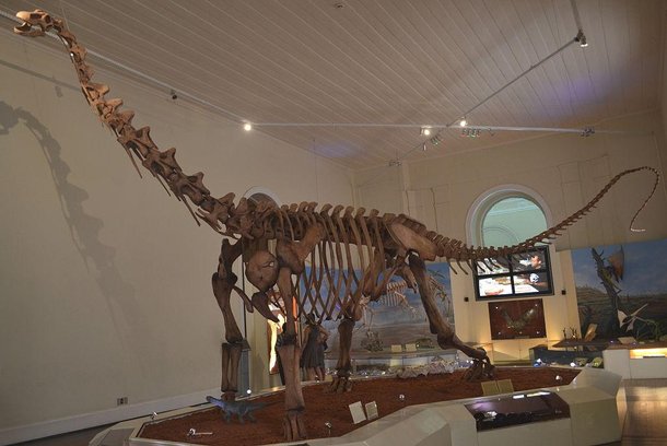 Maxakalisaurus topai, no Museu Nacional da Universidade Federal do Rio de Janeiro. (Fonte: GeoPotinga/Wikimedia Commons)