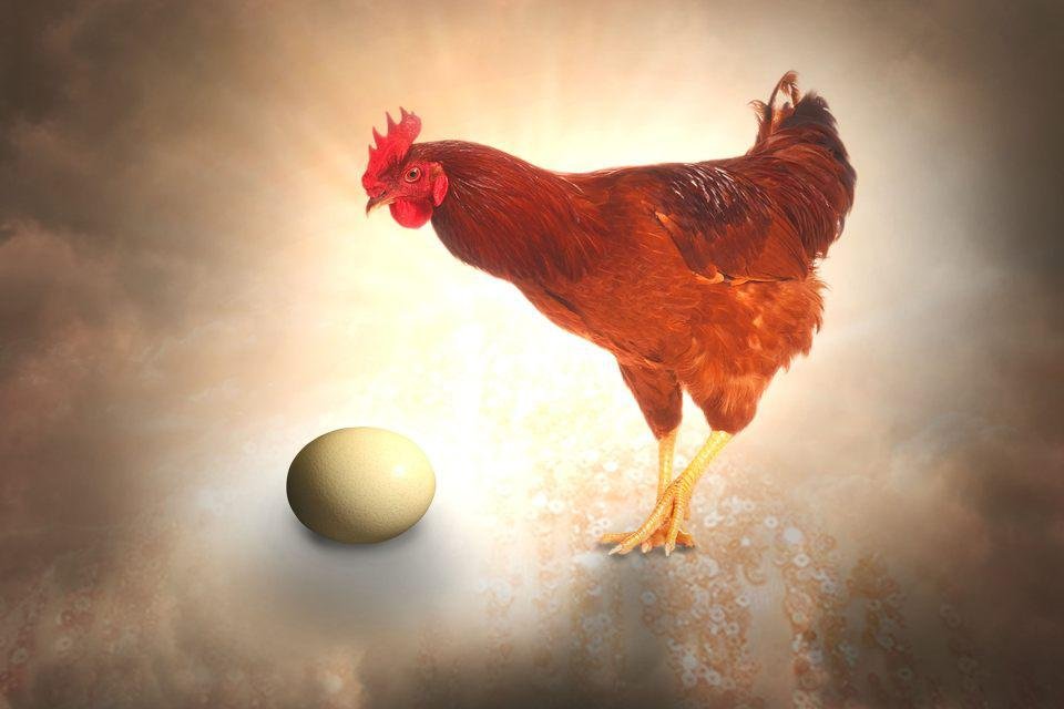 Uma teoria da evolução das galinhas
