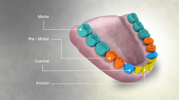 Esquema com os 16 dentes da mandíbula humana: incisivos (amarelo), caninos (azul), pré-molares (laranja) e molares (verde). (Fonte: Wikimedia Commons)