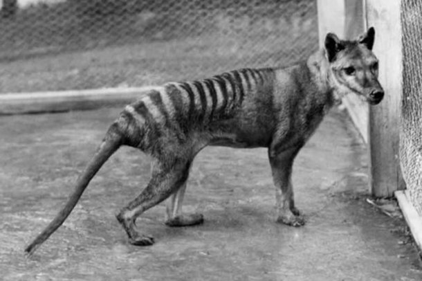 Último exemplar conhecido de um lobo-da-tasmânia (Fonte: Domínio Público)