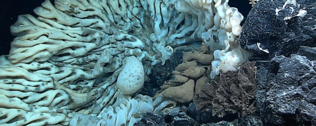 A esponja-do-mar mais simpática do Mundo volta em 2013