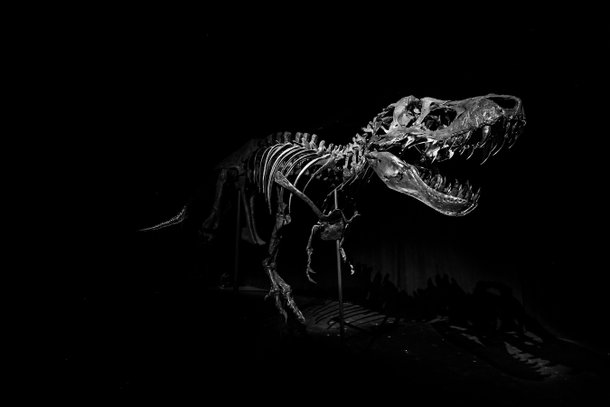 Stan, o Tiranossauro Rex mais caro já vendido, será a grande atração do Museu de História Natural de Abu Dhabi