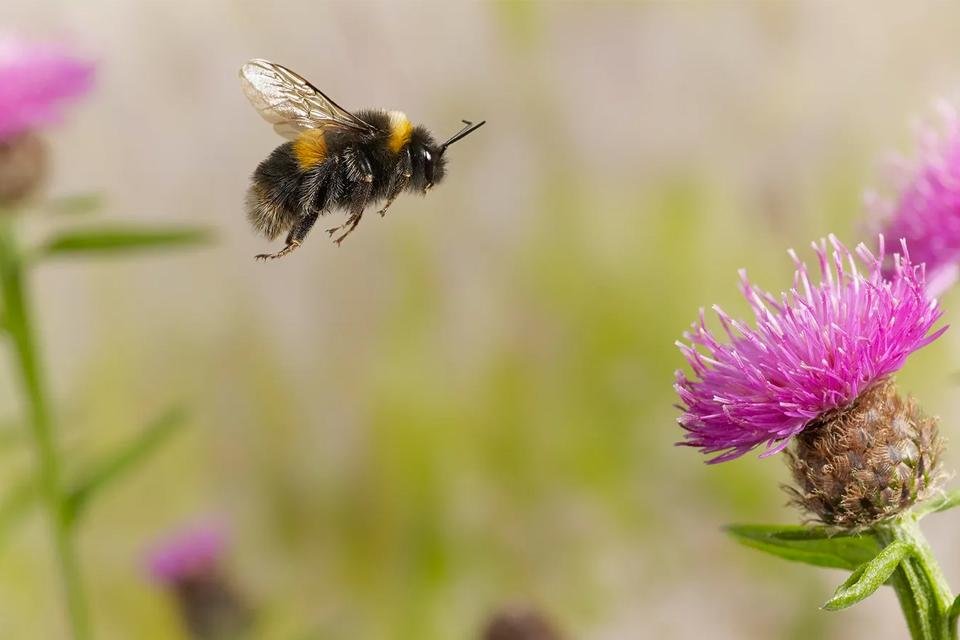 Mamangava: 6 fatos sobre essa incrível abelha - Mega Curioso
