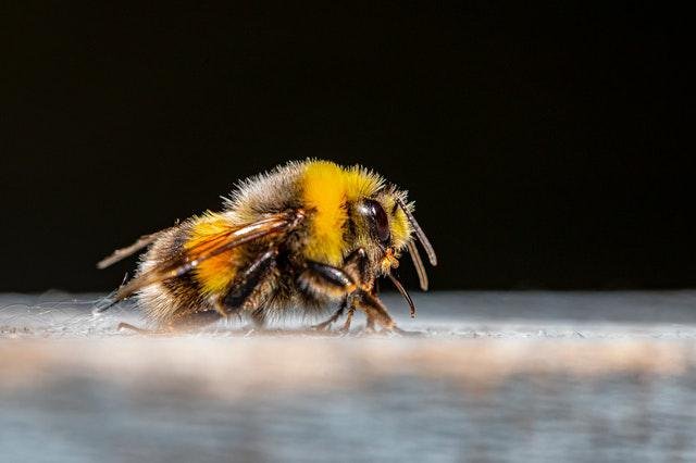 Mamangava: 6 fatos sobre essa incrível abelha - Mega Curioso