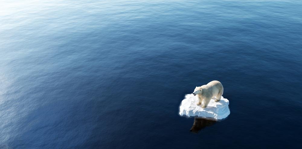 A chegada de ursos polares na Antártida poderia ocasionar em um colapso total do ecossistema. (Fonte: Shutterstock)
