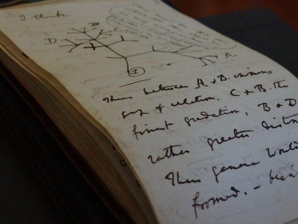 Trecho de um dos cadernos perdidos de Darwin com esboço sobre a árvore da vida. (Fonte: Stuart Roberts/ University of Cambridge Libraries/ Reprodução)