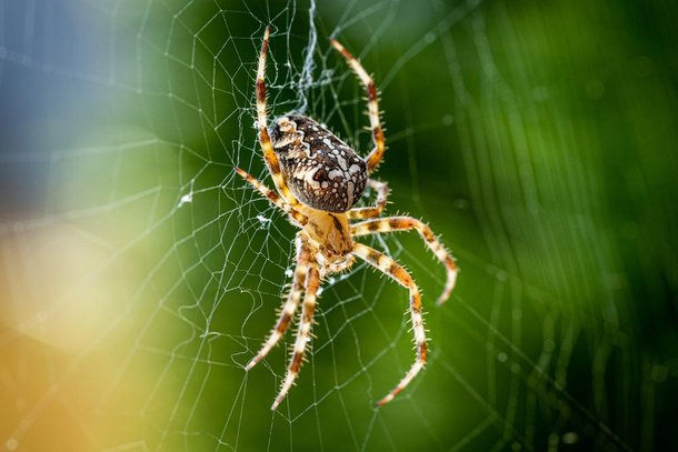 Para Bertone, matar uma aranha pode retirar da sua casa um predador importante para manter o ambiente livro de outros insetos. (Fonte: Shuterstock/Reprodução)