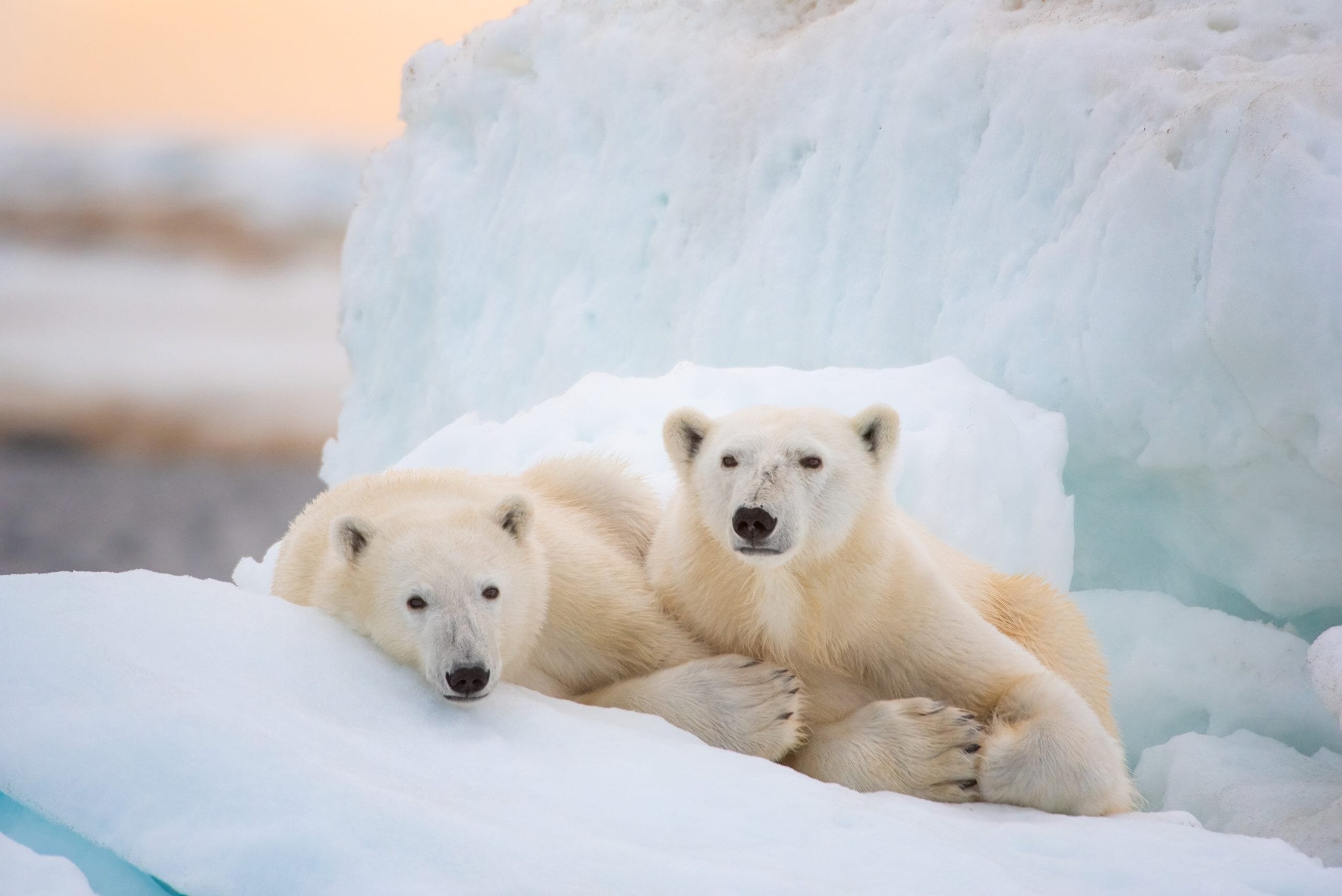 Diretores de A Ursa Polar” estão desenvolvendo filme na Amazônia - Vídeo  Dailymotion
