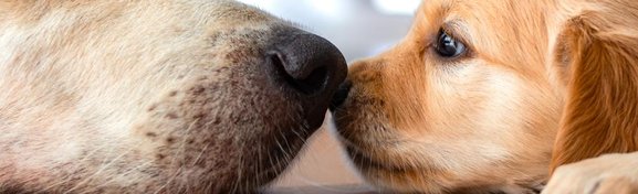 Imagem de Como funciona a clonagem de animais domésticos nos EUA e outros países? no megacurioso