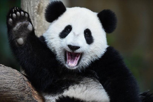Chineses pretendem clonar pandas. Fonte: Shutterstock