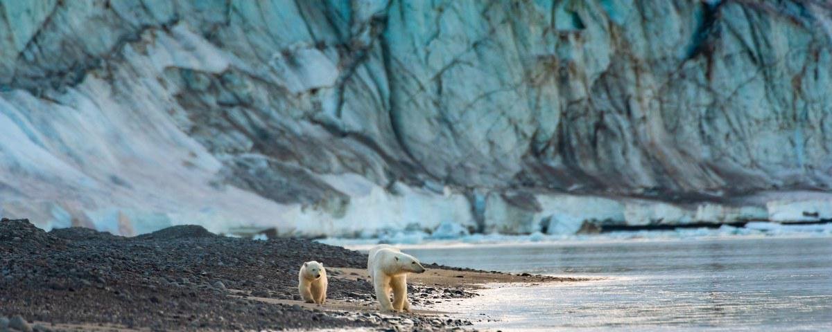 A Ursa Polar': Documentário já está disponível no Disney+! - CinePOP