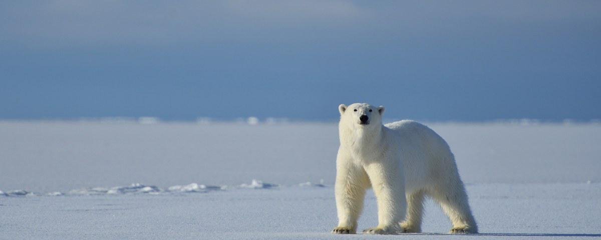 A Ursa Polar': Confira 5 curiosidades sobre os ursos polares antes