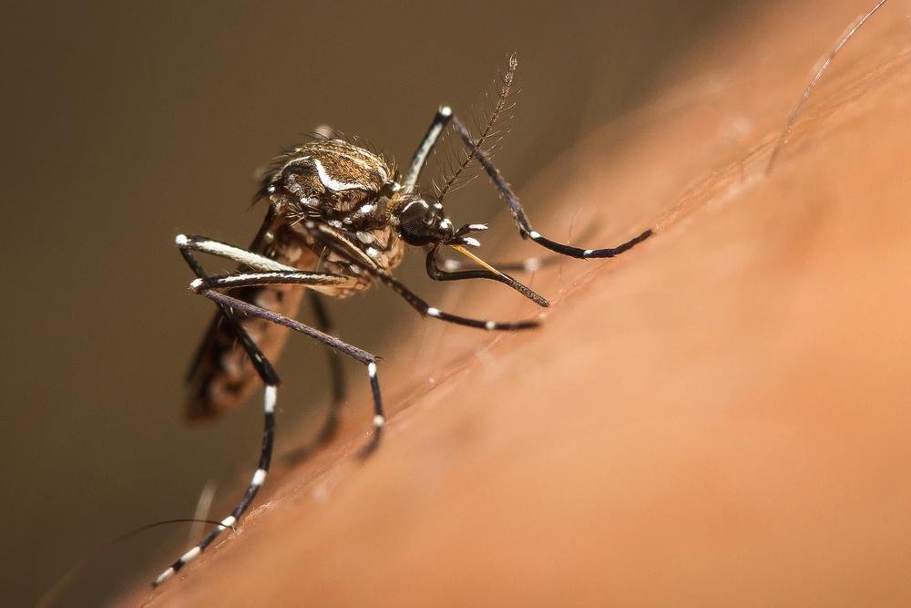 Aedes aegypti. (Fonte: Shutterstock/ Reprodução)