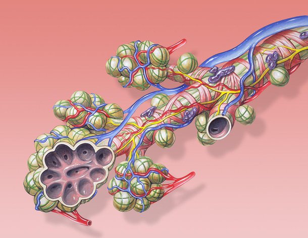As células RAS ficam nos bronquíolos, a menor ramificação das vias aéreas, antes dos alvéolos (Imagem: Wikimedia Commons)