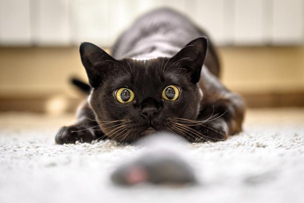 Fenômeno visto no olho do gato também pode acontecer com outros animais. (Fonte: Shutterstock/Reprodução)