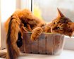 thumb-image-2024-02-29T14:06:09.772Z